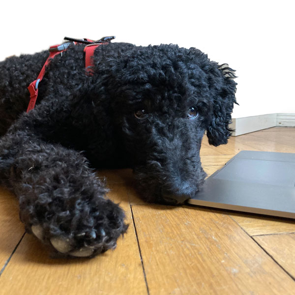 Momo, Bürohund bei EVSdeutschland